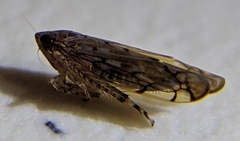 Osbornellus auronitens