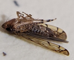 Osbornellus auronitens