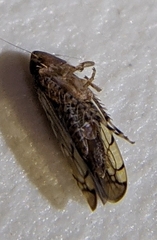 Osbornellus auronitens