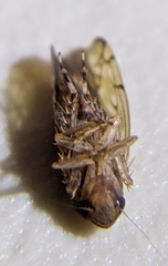 Osbornellus auronitens