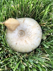 Agaricomycetes