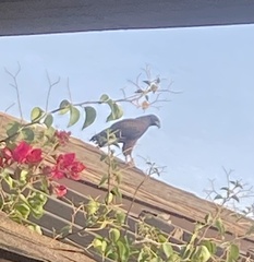 Parabuteo unicinctus