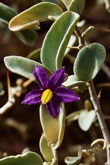 Solanum diversiflorum