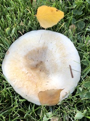 Agaricomycetes