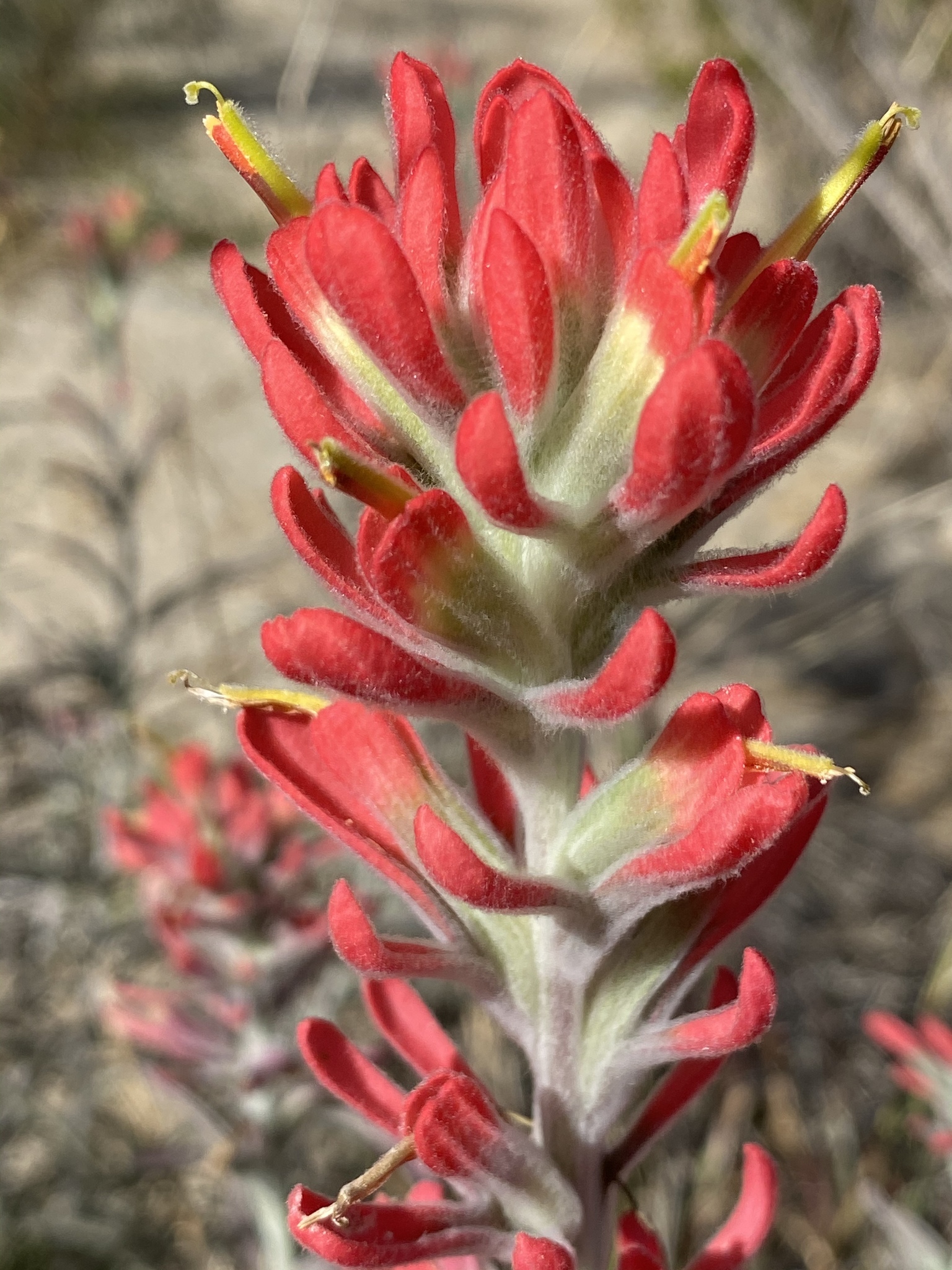Castilleja lanata