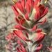 Woolly Paintbrush - Photo (c) debm, some rights reserved (CC BY-NC), uploaded by debm