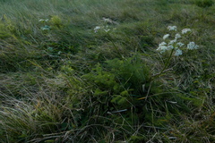 Meum athamanticum