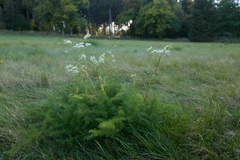 Meum athamanticum
