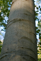 Zimmermannia liebwerdella