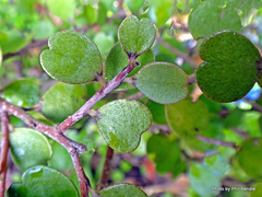 Myrsine aquilonia