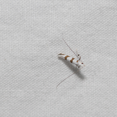 Acrocercops autadelpha