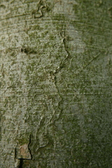 Zimmermannia liebwerdella