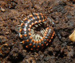 Euryurus carolinensis