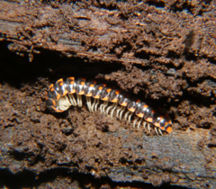 Euryurus carolinensis