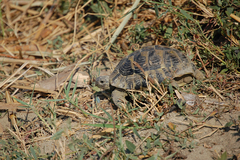 Testudo hermanni