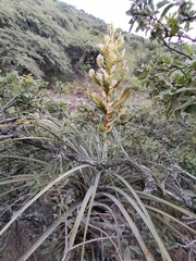 Tillandsia langlasseana