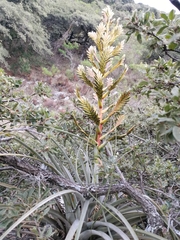 Tillandsia langlasseana