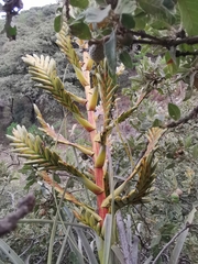 Tillandsia langlasseana