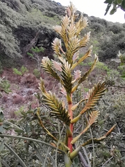 Tillandsia langlasseana