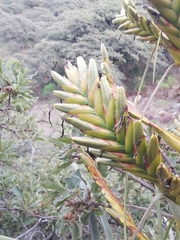 Tillandsia langlasseana