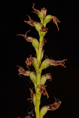 Prasophyllum appendiculatum