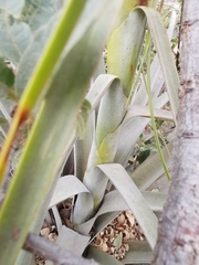 Tillandsia langlasseana