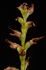 Prasophyllum appendiculatum