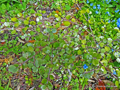 Myrsine aquilonia