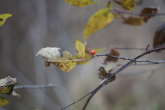 Ilex laevigata