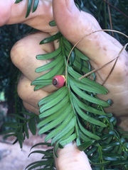 Taxus wallichiana