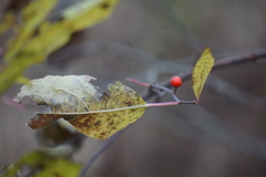 Ilex laevigata