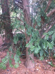 Taxus wallichiana