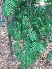 Taxus wallichiana
