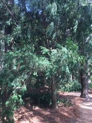 Taxus wallichiana
