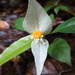 Dalechampia magnoliifolia - Photo (c) Riley Fortier,  זכויות יוצרים חלקיות (CC BY-NC), הועלה על ידי Riley Fortier