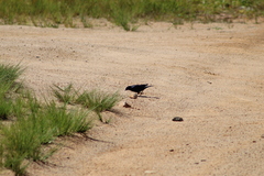 Molothrus bonariensis