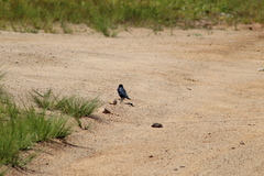 Molothrus bonariensis