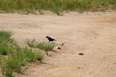 Molothrus bonariensis