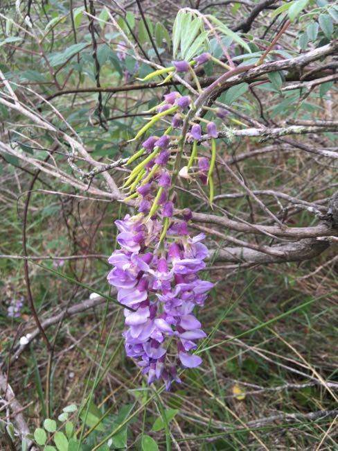 American wisteria