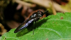 Rhingia