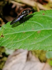 Rhingia
