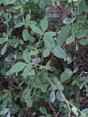 Lespedezinae