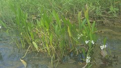 Sagittaria platyphylla