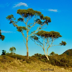 Eucalyptus globulus globulus