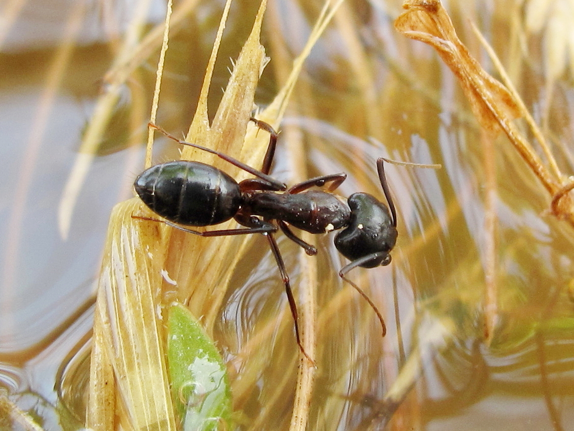 Camponotus sylvaticus
