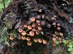 Xeromphalina brunneola