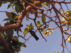 Chlorostilbon lucidus