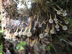 Xeromphalina brunneola