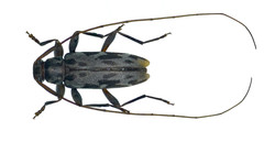 Lepturges symmetricus