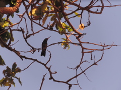 Chlorostilbon lucidus